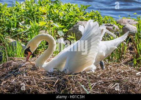 Höckerschwan (Cygnus olor), in seinem Nest, Deutschland Stockfoto