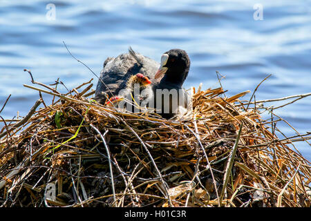 Schwarz Blässhuhn (Fulica atra), mit gerade geschlüpften Küken, Deutschland Stockfoto