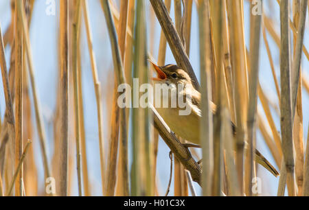 Marsh Warbler (Acrocephalus palustris), Singen in Schilf, Deutschland Stockfoto