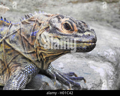 Philippinische Segel - fin Lizard (Hydrosaurus pustulatus), Porträt Stockfoto