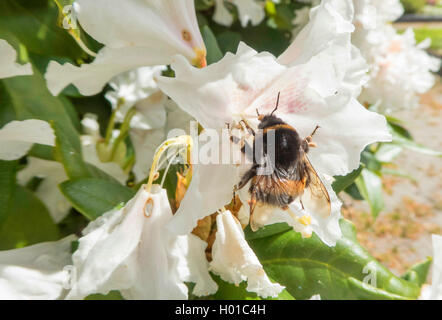 Rhododendron (Rhododendron spec.), Hummel auf Rhododendron Blüte, Deutschland, Niedersachsen Stockfoto