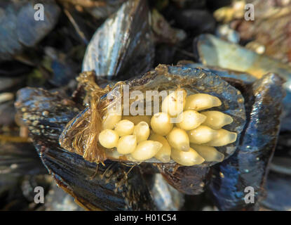 Atlantic hund Wellhornschnecken, nördliche Hund Wellhornschnecken, Atlantic dogwinkle, Nördliche dogwinkle (Nucella lapillus, Thais lapillus), Eier von Hund Wellhornschnecken, Norwegen, Troms, Kvaloeya Stockfoto