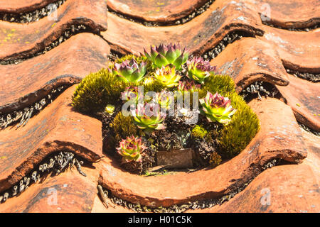 Henne-und-Hühner, Haus - Lauch, Hauswurz, gemeinsame Hauswurz (Sempervivum tectorum), auf einem Dach, Deutschland, Niedersachsen, Ostfriesland, Suurhusen Stockfoto