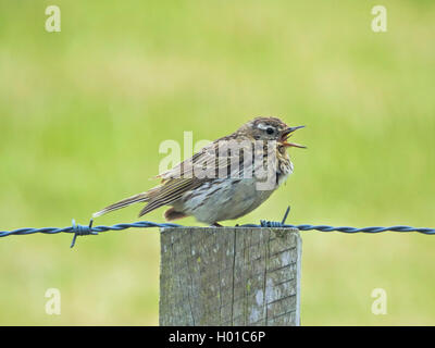 Wiesenpieper (Anthus pratensis), sitzt auf einem zaunpfosten Singen, Deutschland, Niedersachsen Stockfoto