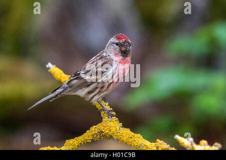 Redpoll, common redpoll (Carduelis flammea, Acanthis flammea), male auf einem Zweig, Deutschland, Mecklenburg-Vorpommern Stockfoto