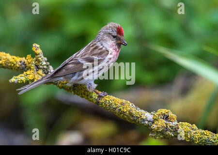 Redpoll, common redpoll (Carduelis flammea, Acanthis flammea), Weibliche auf einem Zweig, Deutschland, Mecklenburg-Vorpommern Stockfoto