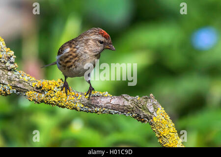 Redpoll, common redpoll (Carduelis flammea, Acanthis flammea), Weibliche auf einem Zweig, Deutschland, Mecklenburg-Vorpommern Stockfoto