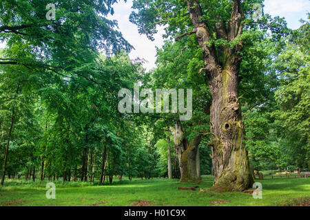 Gemeinsame Eiche, Pedunculate oak, Englischer Eiche (Quercus robur), 800 Jahre alte Eiche in einem Park, Deutschland, Mecklenburg-Vorpommern, Ivenack Ivenacker Eichen, Stockfoto