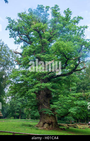 Gemeinsame Eiche, Pedunculate oak, Englischer Eiche (Quercus robur), 800 Jahre alte Eiche in einem Park, Deutschland, Mecklenburg-Vorpommern, Ivenack Ivenacker Eichen, Stockfoto