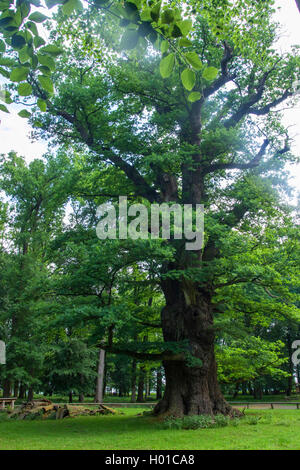 Gemeinsame Eiche, Pedunculate oak, Englischer Eiche (Quercus robur), 800 Jahre alte Eiche in einem Park, Deutschland, Mecklenburg-Vorpommern, Ivenack Ivenacker Eichen, Stockfoto