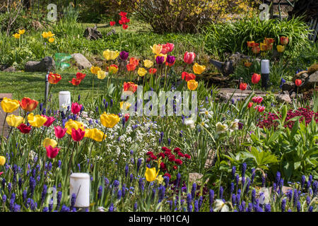 Gemeinsamen garten Tulpe (Tulipa gesneriana), Garten im Frühling mit Tulpen, Traubenhyazinthen und Gänseblümchen, Deutschland, Mecklenburg-Vorpommern Stockfoto