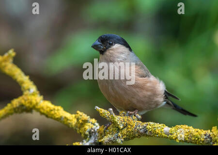 Dompfaff, Gimpel, nördliche Gimpel (Pyrrhula pyrrhula), Weibliche auf einem Zweig, Deutschland, Mecklenburg-Vorpommern Stockfoto
