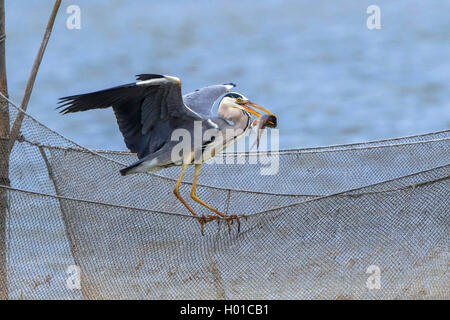 Graureiher (Ardea cinerea), mit gefangenen Fisch in einem Fischernetz, Deutschland, Mecklenburg-Vorpommern Stockfoto