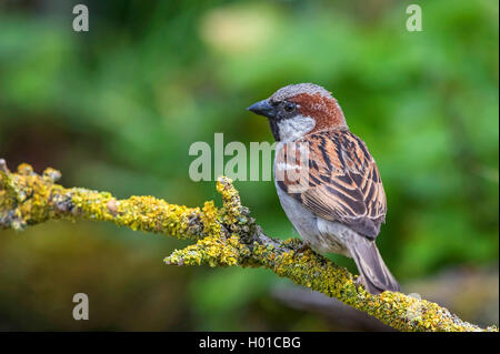 Haussperling (Passer domesticus), männlich sitzt auf einem Ast, Deutschland, Mecklenburg-Vorpommern Stockfoto