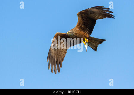 Schwarzmilan, Schwarz-Mailand, Schwarzer Milan (Milvus Migrans), Mit Erbeutetem Fisch, Deutschland, Mecklenburg-Vorpommern | Schwarz Stockfoto