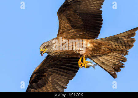 Schwarzmilan, Schwarz-Mailand, Schwarzer Milan (Milvus Migrans), Mit Erbeutetem Fisch, Deutschland, Mecklenburg-Vorpommern | Schwarz Stockfoto