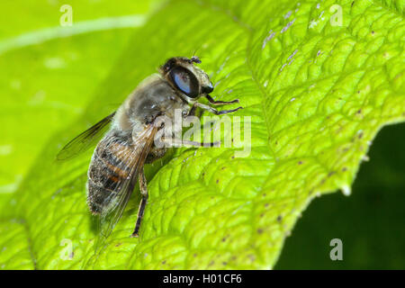 Drohnenfliege (Eristalis tenax), auf einem Blatt, Deutschland, Mecklenburg-Vorpommern Stockfoto