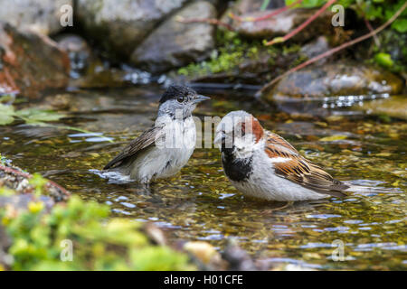 Mönchsgrasmücke (Sylvia atricapilla) Mönchsgrasmücke und Spatz in einem Bach, Deutschland, Mecklenburg-Vorpommern Stockfoto