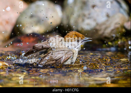 Mönchsgrasmücke (Sylvia atricapilla), Weibliche badet in einem Bach, Deutschland, Mecklenburg-Vorpommern Stockfoto