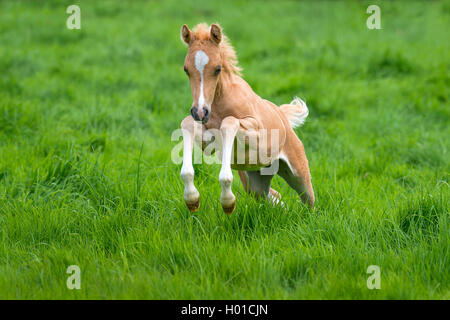 Die Walisische und cob Pony (Equus przewalskii f. caballus), galoppieren Fohlen in einer Wiese, Deutschland, Nordrhein-Westfalen Stockfoto