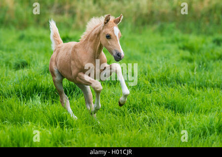 Die Walisische und cob Pony (Equus przewalskii f. caballus), galoppieren Fohlen in einer Wiese, Deutschland, Nordrhein-Westfalen Stockfoto