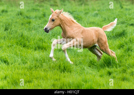 Die Walisische und cob Pony (Equus przewalskii f. caballus), galoppieren Fohlen in einer Wiese, Deutschland, Nordrhein-Westfalen Stockfoto