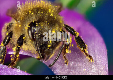 Honey Bee, hive Biene (Apis mellifera mellifera), auf einem Crocus Blume, Deutschland, Mecklenburg-Vorpommern Stockfoto