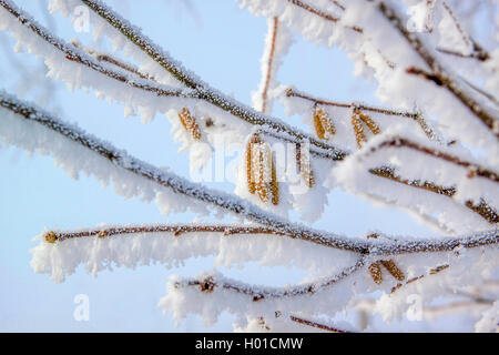 Haselnuss (Corylus avellana), Kätzchen mit Rauhreif, Deutschland, Mecklenburg-Vorpommern Stockfoto