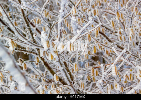 Haselnuss (Corylus avellana), Kätzchen mit Rauhreif, Deutschland, Mecklenburg-Vorpommern Stockfoto