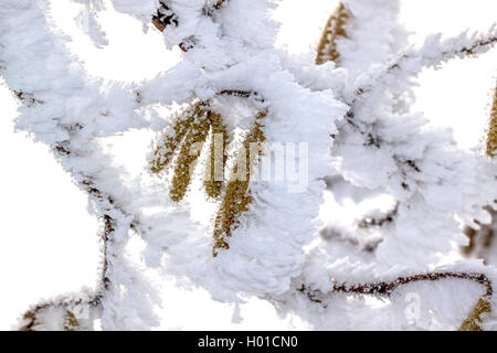 Haselnuss (Corylus avellana), Kätzchen mit Rauhreif, Deutschland, Mecklenburg-Vorpommern Stockfoto