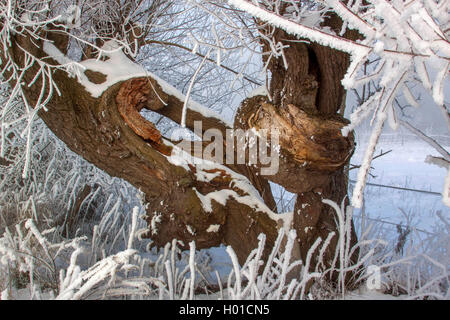 Willow, Korbweide (Salix spec.), pollarded Willow mit Rauhreif, Deutschland, Mecklenburg-Vorpommern Stockfoto