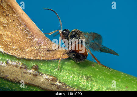 Moosige rose bedeguar Galle Galle Wasp, Wasp (Diplolepis rosae), auf eine rose Zweig, Deutschland, Mecklenburg-Vorpommern Stockfoto