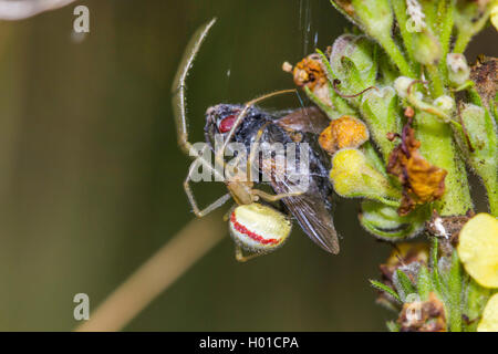 Rot-weiße Spinne (Enoplognatha ovata, Enoplognatha lineata, Theridion redimitum), mit gefangen fliegen, Deutschland, Mecklenburg-Vorpommern Stockfoto