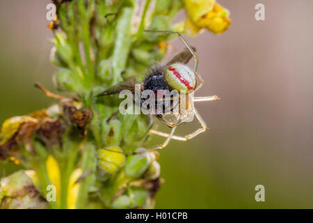 Rot-weiße Spinne (Enoplognatha ovata, Enoplognatha lineata, Theridion redimitum), mit gefangen fliegen, Deutschland, Mecklenburg-Vorpommern Stockfoto