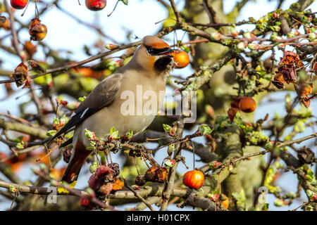 Bohemian waxwing (Bombycilla garrulus), Feeds crabapples, Deutschland, Schleswig-Holstein Stockfoto