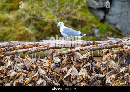 Silbermöwe (Larus argentatus), sitzt auf einem Rack mit Lager Fische, Norwegen, Lofoten Stockfoto