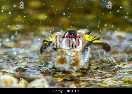 Eurasischen Stieglitz (Carduelis carduelis), badet im abrook, Deutschland, Mecklenburg-Vorpommern Stockfoto