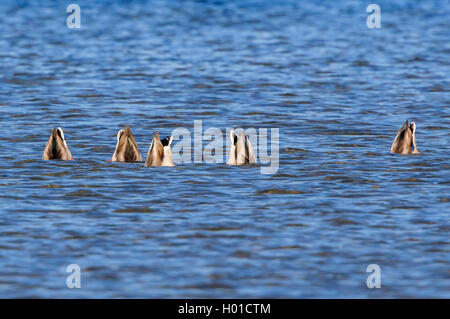 Stockente (Anas platyrhynchos), Plantschen, Stockenten, Deutschland, Mecklenburg-Vorpommern Stockfoto