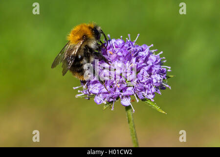 Südliche succisella, Devil's Bit Scabious (Succisa pratensis succisa, Scabiosa), Blütenstand mit Bumble Bee, Deutschland, Mecklenburg-Vorpommern Stockfoto