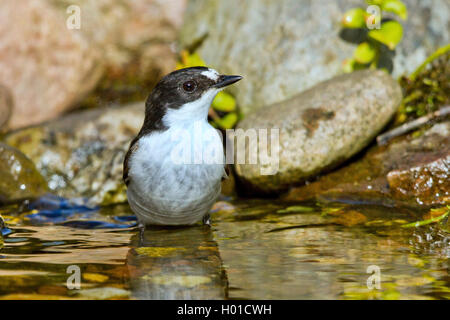 Pied schopftyrann (Ficedula 'So Sweet), männlich badet im Bach, Deutschland, Mecklenburg-Vorpommern Stockfoto