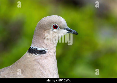 Collared dove (Streptopelia decaocto), Porträt, Deutschland, Mecklenburg-Vorpommern Stockfoto