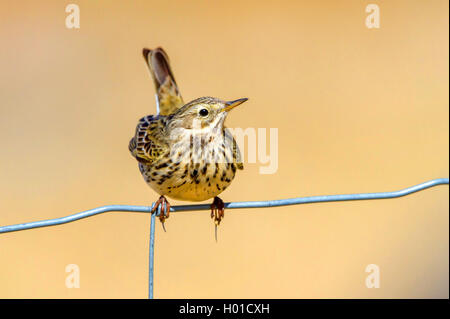 Wiesenpieper (Anthus pratensis), sitzt auf einem Zaun, Norwegen, Lofoten Stockfoto