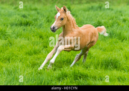 Die Walisische und cob Pony (Equus przewalskii f. caballus), galoppieren Fohlen in einer Wiese, Deutschland, Nordrhein-Westfalen Stockfoto