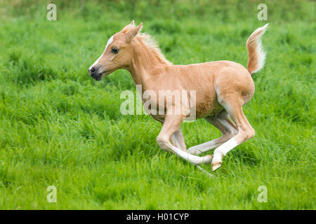 Die Walisische und cob Pony (Equus przewalskii f. caballus), galoppieren Fohlen in einer Wiese, Deutschland, Nordrhein-Westfalen Stockfoto