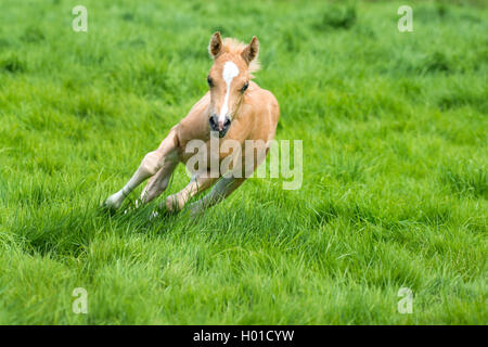 Die Walisische und cob Pony (Equus przewalskii f. caballus), galoppieren Fohlen in einer Wiese, Deutschland, Nordrhein-Westfalen Stockfoto