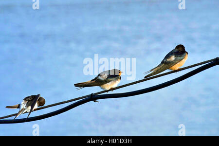 Rauchschwalbe (Hirundo rustica), drei Rauchschwalben sitzen auf einem festmacher Seil, Deutschland, Niedersachsen, Neuhaus Stockfoto