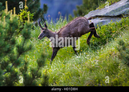 Gemse (Rupicapra rupicapra), geht hinunter Hang, Schweiz, Wallis Stockfoto