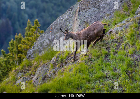 Gemse (Rupicapra rupicapra), geht hinunter Hang, Schweiz, Wallis Stockfoto