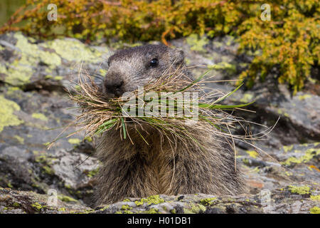 Alpine Murmeltier (Marmota marmota), steht auf einem Felsen mit gesammelten Gras in den Mund, Schweiz, Wallis Stockfoto