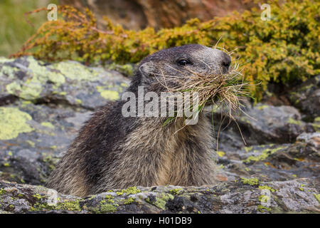 Alpine Murmeltier (Marmota marmota), steht auf einem Felsen mit gesammelten Gras in den Mund, Schweiz, Wallis Stockfoto